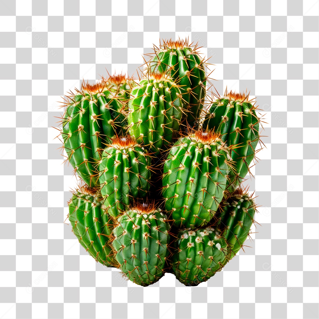 Cactus PNG Images, Vetores E Arquivos PSD